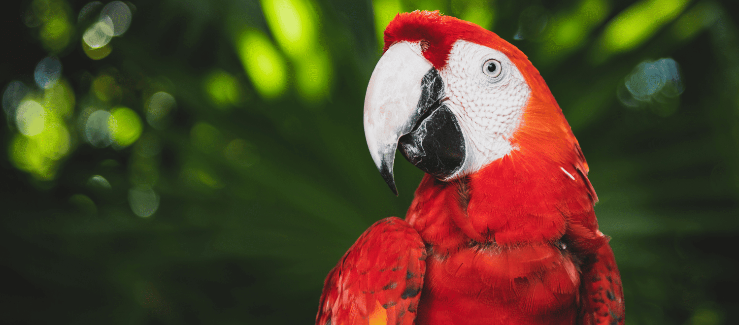 profile of scarlet macaw