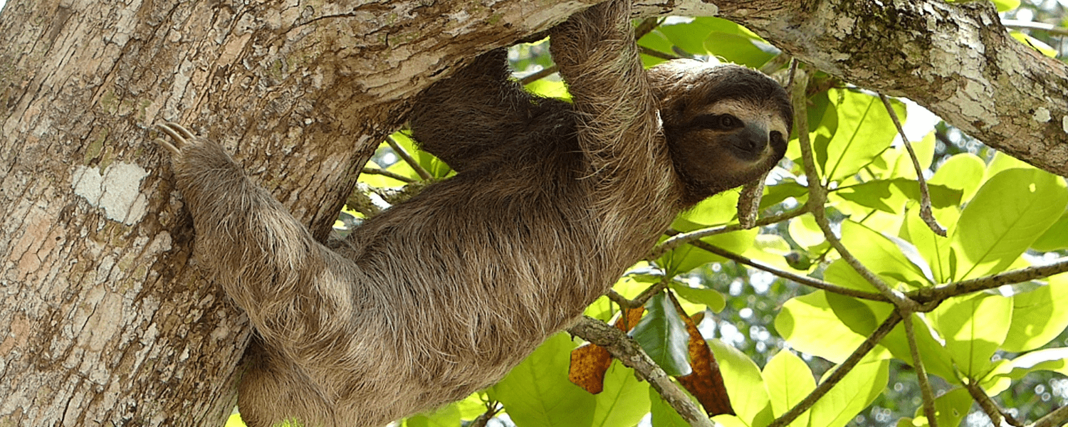 sloth going up in a tree